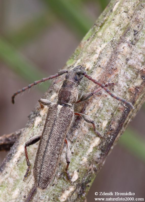 tesařík, Deilus fugax, Deilini, Cerambycidae (Brouci, Coleoptera)